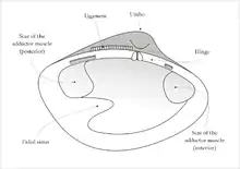 Dessin de l'intérieur de la valve gauche d'un Veneridae