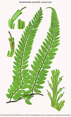 Vandenboschia auriculata