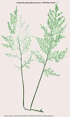 Vandenboschia johnstonensis