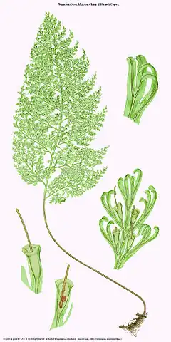 Description de l'image Vandenboschia maxima.jpg.