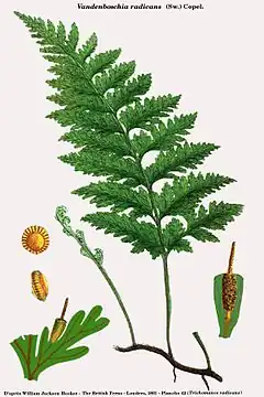 Description de l'image Vandenboschia radicans (Hooker).jpg.
