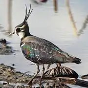 Photographie d’un oiseau huppé marchant dans l’eau.