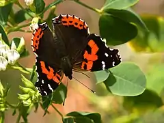 Vanessa vulcania