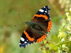 Vue d'un papillon aux ailes noires ornées de bandes oranges et de taches blanches.