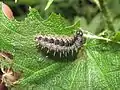 chenille de la sous-espèce pholoe