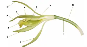 Section longitudinale de Vanilla planifolia. Le rostelum est indiqué par le chiffre 7.