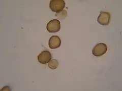 Spores de V. ornithogali