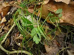 V. ornithogali sur Gagea spathacea