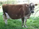 vache fauve à tête plus sombre sans cornes et mamelle blanche de laitière.