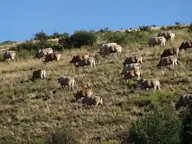 Image illustrative de l’article Rosée des Pyrénées catalanes