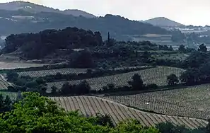 Vignoble de Vacqueyras vu des garrigues