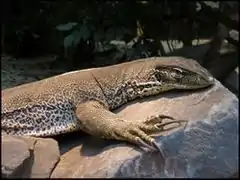 Varanus panoptes.