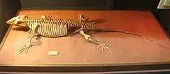 Squelette de Varanops brevirostris dans un musée au Michigan.