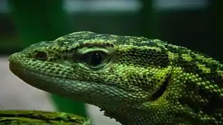 Ménagerie du jardin des plantes - Paris/France