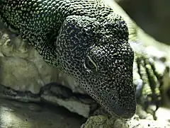 Tête de Varanus indicus, Varan du Pacifique.