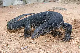 Varan malais(Varanus salvator)