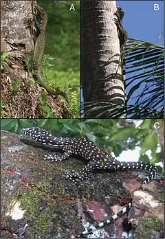 Description de l'image Varanus semotus 02.jpg.