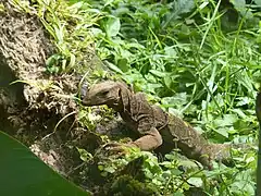 Description de l'image Varanus spinulosus.JPG.