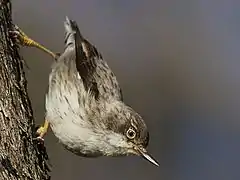 Néositte variée (Daphoenositta chrysoptera).