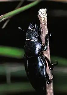 Odontolabis siva femelle, parc national de Khao Yai, Thaïlande