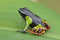 Description de l'image Variegated golden frog (Mantella baroni) Ranomafana.jpg.