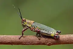 Zonocerus variegatus.