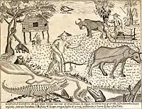 Une illustration de la Carta Hydrographica y Chorographica de las Yslas Filipinas (1734) montre les carabaos comme des bêtes de somme.