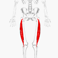 Muscle vaste latéral - Animation.
