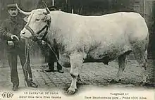 Le bœuf gras de Vaugirard en 1907, présenté par trois hommes dont un qui le maintient par le licol.