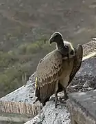 Les vautours nichent aux sommets des tours des palais.