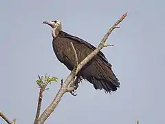 Vautour charognard - Necrosyrtes monachus au parc national de la Pendjari (Bénin).