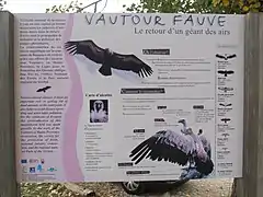 Le retour du vautour fauve (Gyps fulvus)