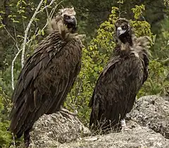 Vautour moine (un adulte à gauche et un juvénile à droite)- Aegypius monacus