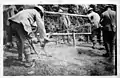 Mise en place de barbelé à la ferme Antioche (Vauxaillon), juillet 1917.