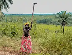 Culture de légumes.