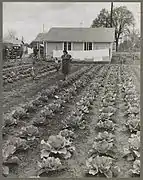 Les jardins des maisons de travail augmentent les revenus. Camp de migrants de Tulare. Visalia, Californie. 1940 Pour la FSA