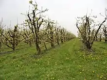 Photographie en couleurs de rangées d'arbres fruitiers en fleurs.