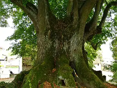 Un arbre majestueux planté sous le règne du roi Henri IV (vers 1610) : le tilleul de Veilly.