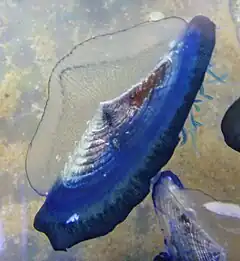 Velella velella