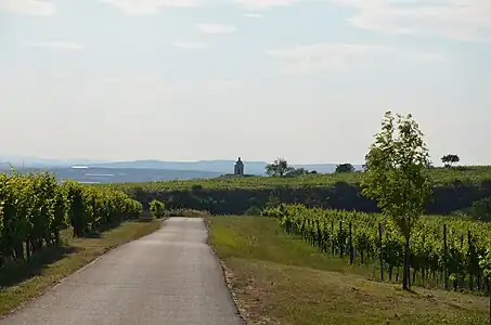 La route entre les vignes menant à la chapelle.