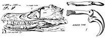 Croquis du fossile holotype de Velociraptor mongoliensis, le dessin de gauche montre le crâne, tandis que celui de droite montre une griffe d'une des deux pattes arrières (montré en plusieurs angle).