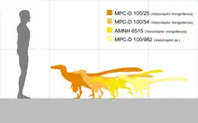 Schéma comparant les divers spécimens complet connus de vélociraptors avec un être humain.