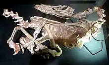 Spécimen fossile d'un vélociraptor.