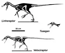Diagramme squeletique de trois Velociraptorinae : Linheraptor (en haut), Tsaagan (au milieu à droite) et Velociraptor (en bas).