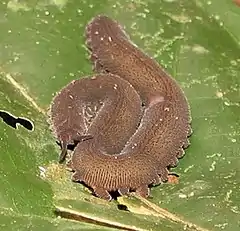Onychophora sp., un onichophore