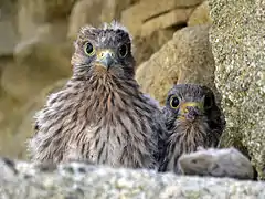 Photo de deux poussins regardant vers l'observateur depuis un bâtiment