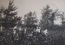 La photographie en noir et blanc représente une scène de vendange, fin XIXe siècle ou début XXe siècle. La récolte est faite par des femmes couvertes d'un fichu, le seul homme est porteur, avec une hotte dans le dos. La limite de la vigne semble se confondre avec la rangée d'arbres qui forme une haie en arrière-plan.