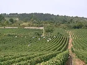 Vendanges à Meursault.