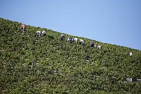 Vendanges à Chiroubles