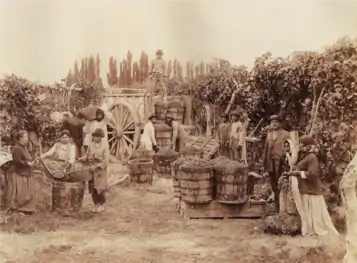 Vigne sur hautain : la largeur des rangs laisse la place à d'autres cultures.